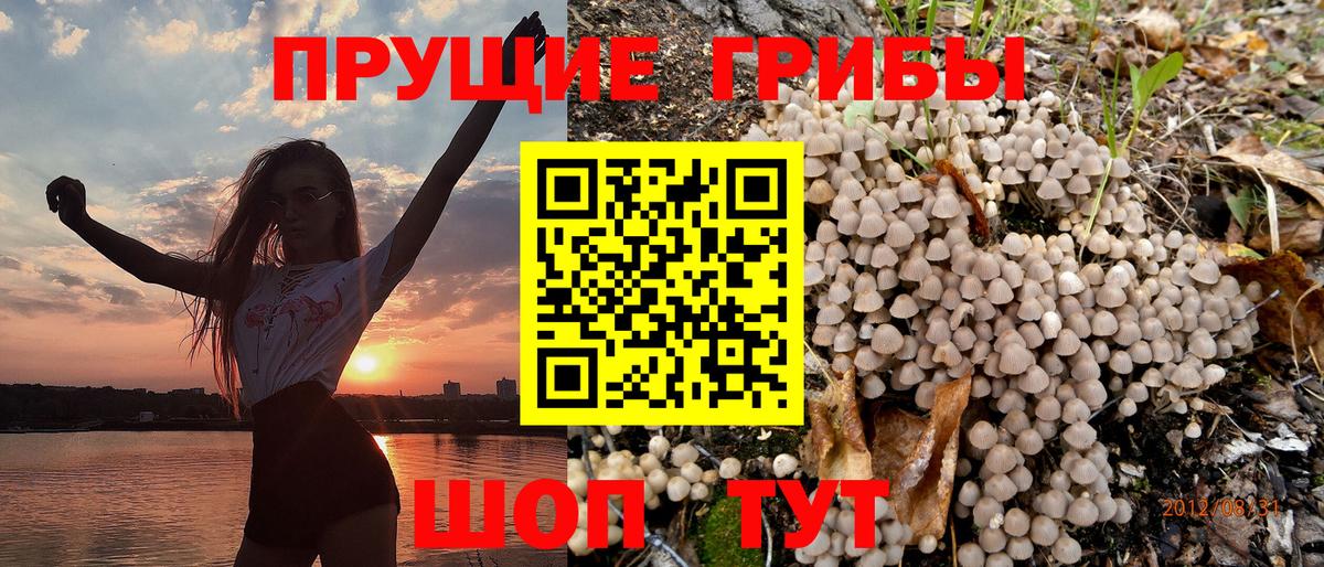 Галлюциногенные грибы Psilocybine cubensis  Вход с VPN  Элиста  Псилоцибиновые грибы Cubensis 